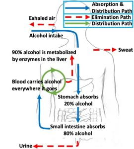 How the body Processes alcohol 